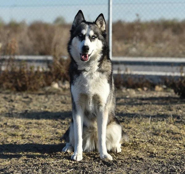 Siberiano Husky Campo — Fotografia de Stock