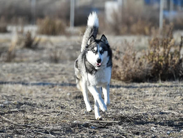 Siberiano Husky Campo — Fotografia de Stock