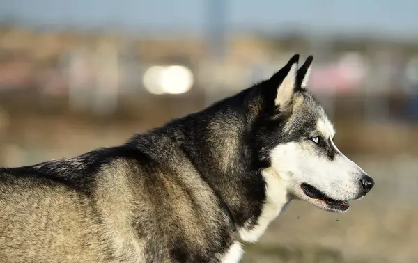 Husky Siberiano Nel Campo — Foto Stock