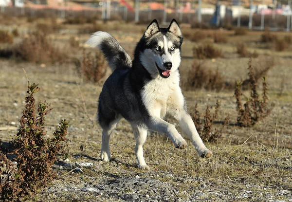 Husky Sibirier Auf Dem Feld — Stockfoto