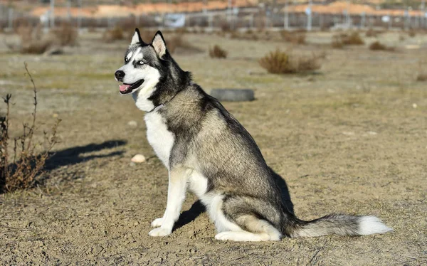 Husky Sibérien Dans Domaine — Photo