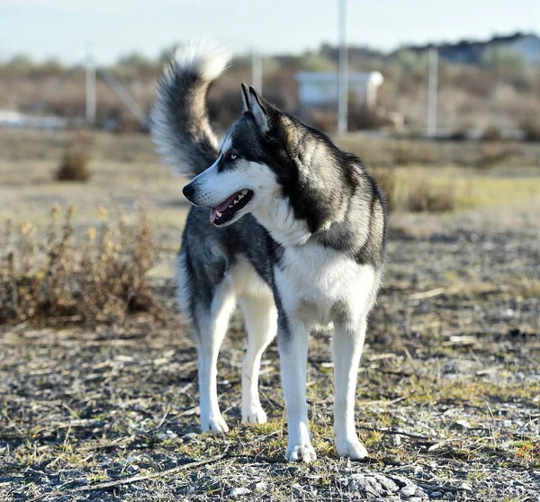Husky Siberian Field — Stock Photo, Image