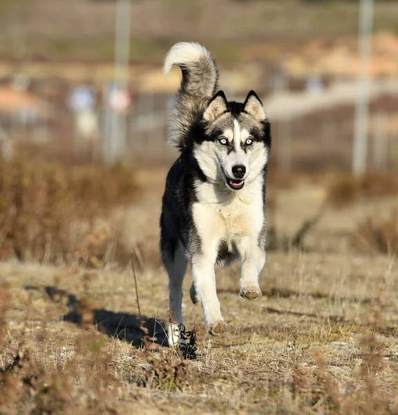 Husky Siberian Fältet — Stockfoto