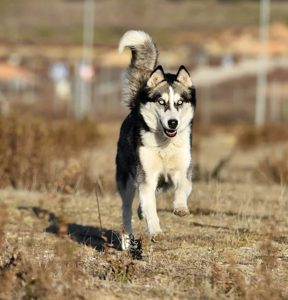 Husky Sibirier Auf Dem Feld — Stockfoto