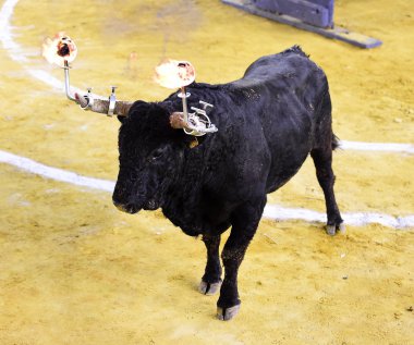 bullring geleneksel gözlük boğa
