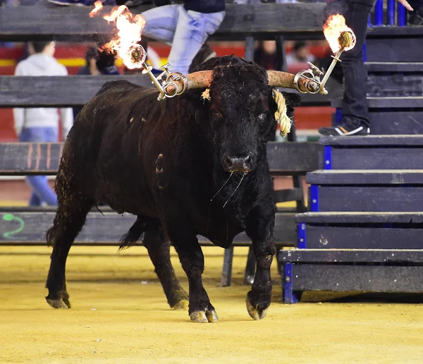 Stier Traditionele Spektakel Arena — Stockfoto