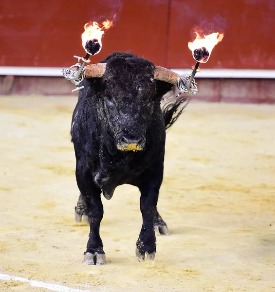 Taureau Dans Spectacle Traditionnel Dans Les Arènes — Photo