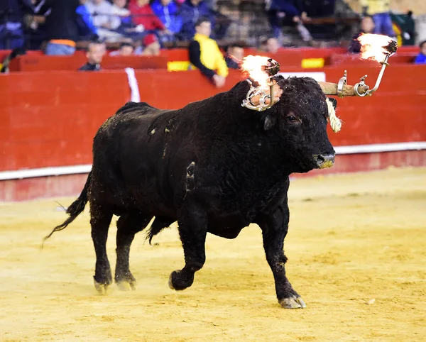 Bullring Geleneksel Gözlük Boğa — Stok fotoğraf