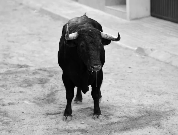 Ταύρο Παραδοσιακό Θέαμα Στην Αρένα Ταυρομαχιών — Φωτογραφία Αρχείου