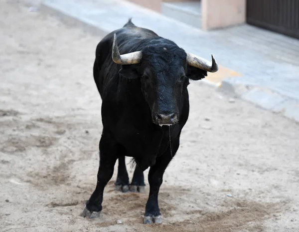 Stier Bei Traditionellem Spektakel Stierkampfarena — Stockfoto