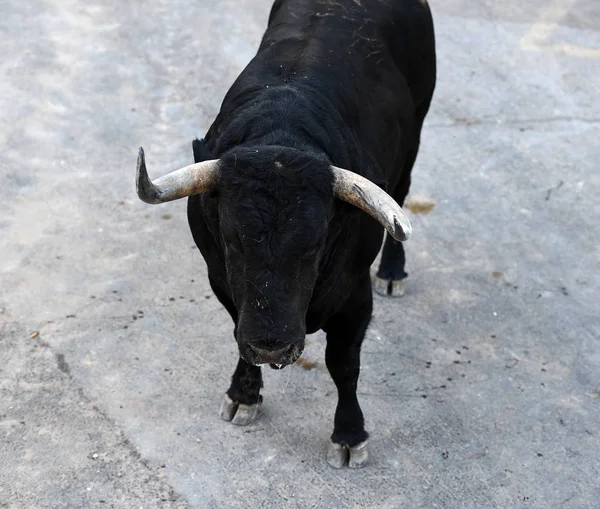 Bullring Geleneksel Gözlük Boğa — Stok fotoğraf