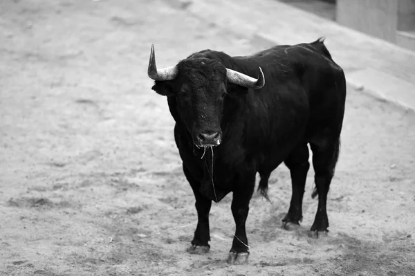 Toro Espectáculo Tradicional Plaza Toros —  Fotos de Stock