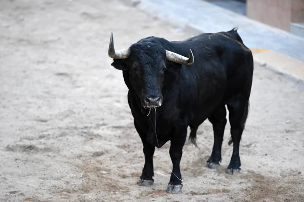 Taureau Dans Spectacle Traditionnel Dans Les Arènes — Photo