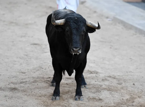 Bull Tradiční Podívané Aréně — Stock fotografie