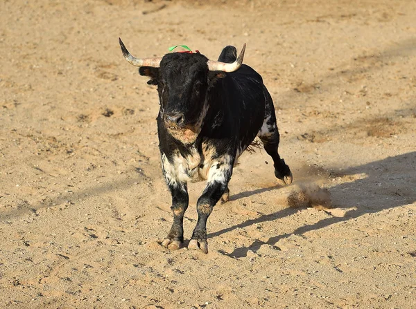 Taureau Dans Spectacle Traditionnel Dans Les Arènes — Photo