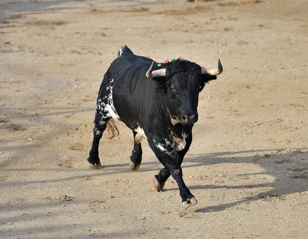 Toro Espectáculo Tradicional Plaza Toros — Foto de Stock