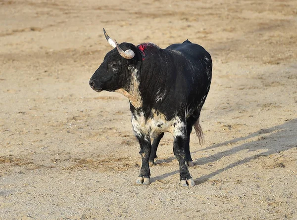 Stier Bei Traditionellem Spektakel Stierkampfarena — Stockfoto