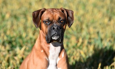 yeşil alanda boksör