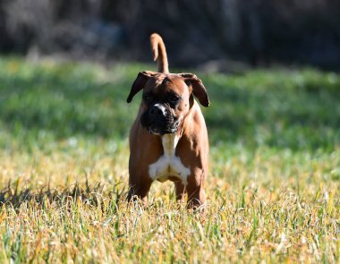 yeşil alanda boksör