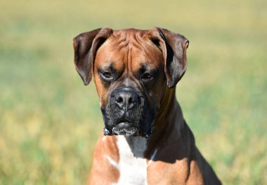 yeşil alanda boksör