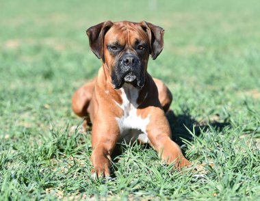 yeşil alanda boksör