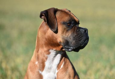 yeşil alanda boksör