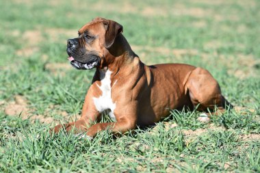 yeşil alanda boksör