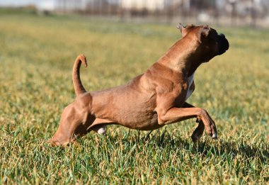 yeşil alanda boksör