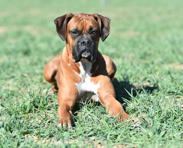 Boxer Auf Der Grünen Wiese — Stockfoto