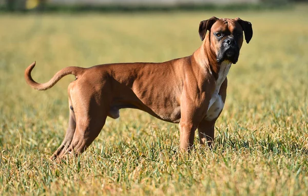 Boxer Auf Der Grünen Wiese — Stockfoto