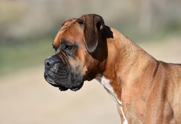 Boxer Zeleném Poli — Stock fotografie