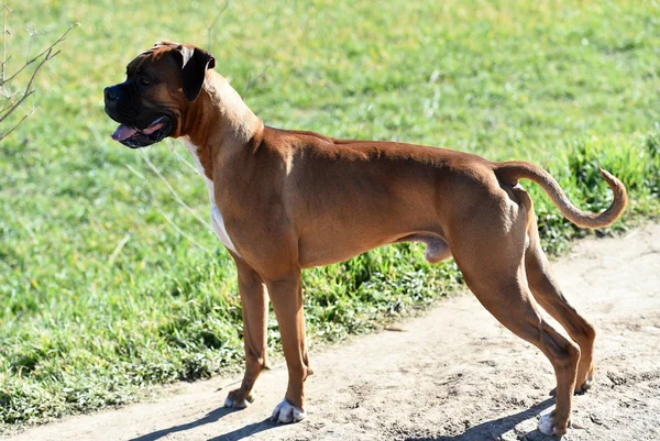 Boxer Auf Der Grünen Wiese — Stockfoto