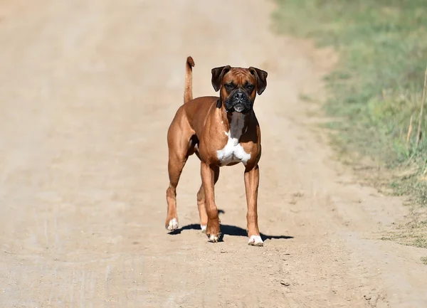 Boxer Green Field — Stock Photo, Image