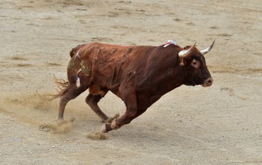 bullring İspanya boğa