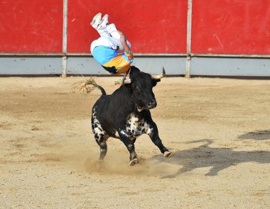 bullring İspanya boğa