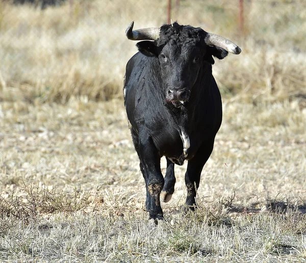 Stier Spanje Arena — Stockfoto