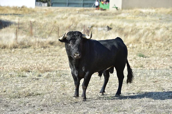 牛市在西班牙斗牛场 — 图库照片