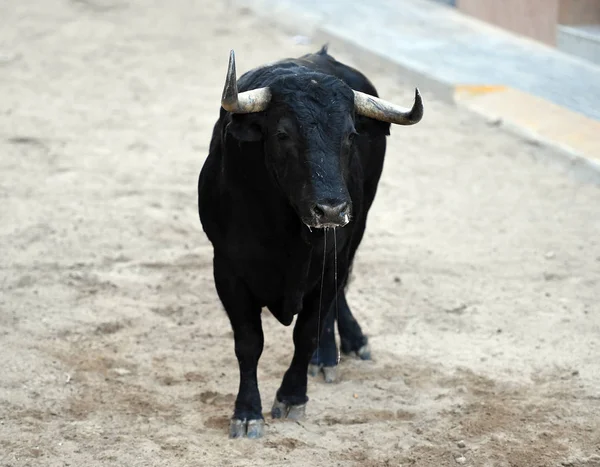 Toro Spagna Bullring — Foto Stock