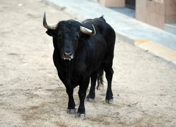 Touro Espanha Touros — Fotografia de Stock