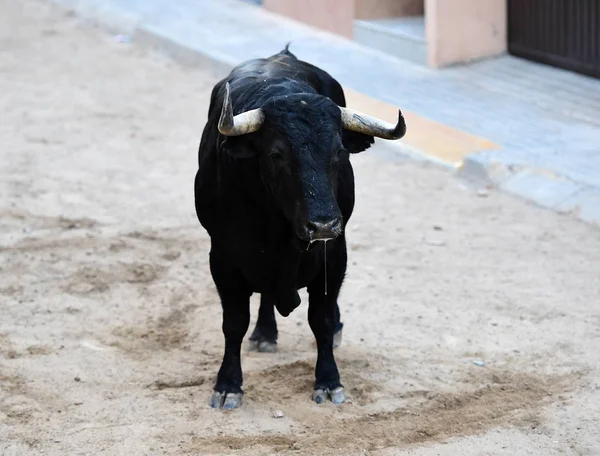 Touro Espanha Touros — Fotografia de Stock