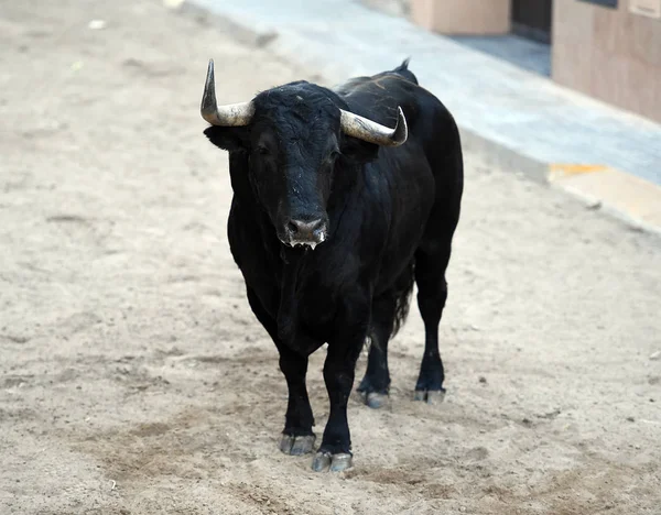 Touro Espanha Touros — Fotografia de Stock