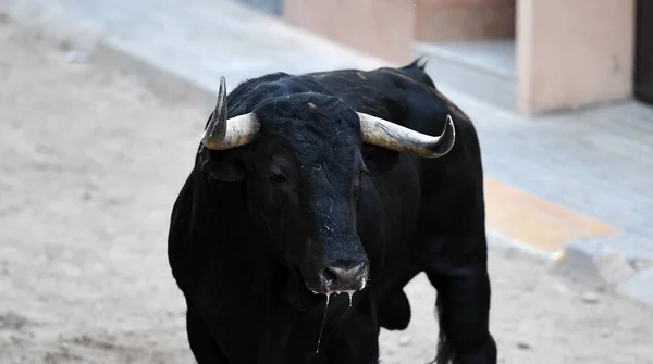 Bull Spain Bullring — Stock Photo, Image