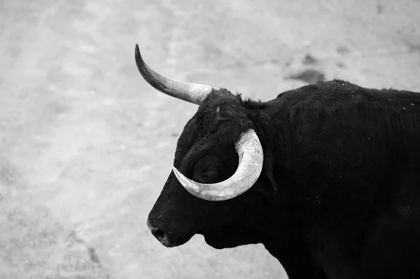 Ταύρο Στην Ισπανία Στην Αρένα Ταυρομαχιών — Φωτογραφία Αρχείου