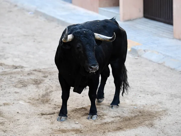 Touro Espanha Touros — Fotografia de Stock