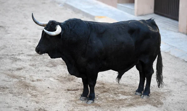 Touro Espanha Touros — Fotografia de Stock