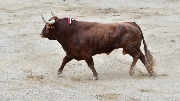 Byk Hiszpanii Areny Walki Byków — Zdjęcie stockowe