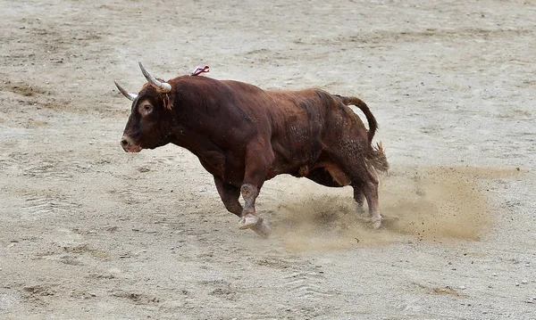 Tjuren Spanien Tjurfäktningsarena — Stockfoto