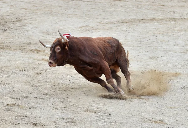 Bull Spain Bullring — Stock Photo, Image