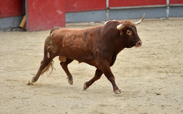 Toro Spagna Bullring — Foto Stock