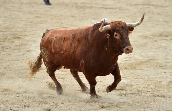 Tjuren Spanien Tjurfäktningsarena — Stockfoto